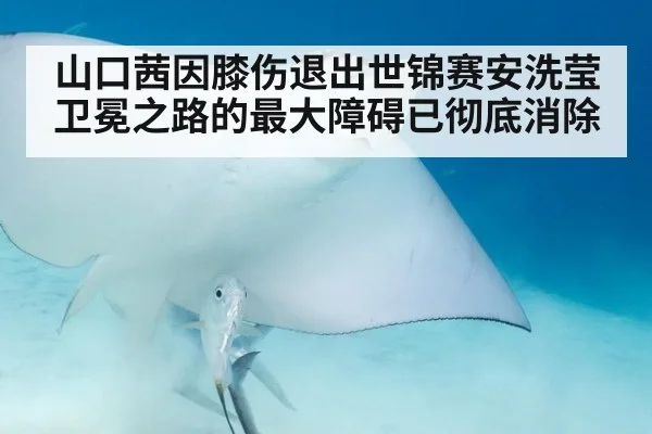 山口茜因膝伤退出世锦赛安洗莹卫冕之路的最大障碍已彻底消除